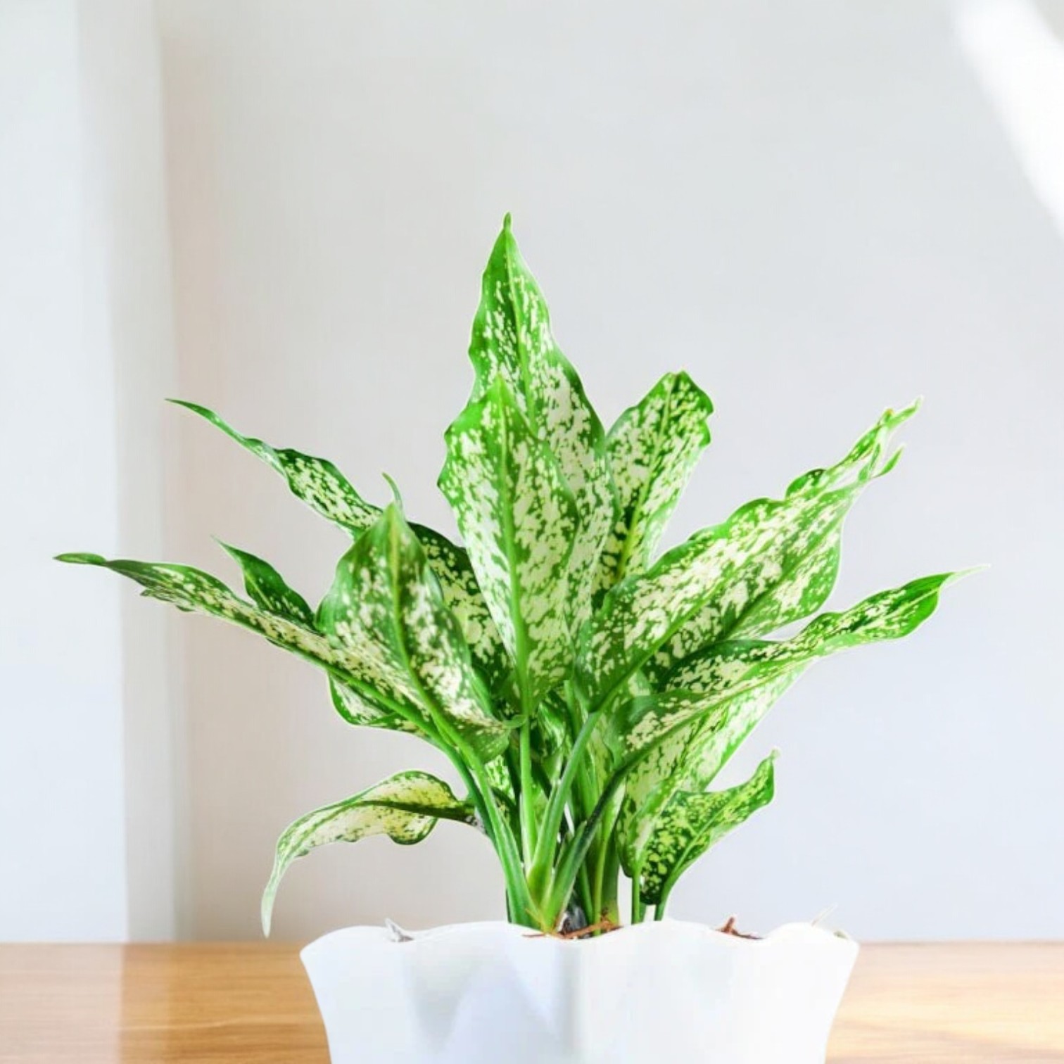 Aglaonema Snow White (Snowflake) Plant for Indoor